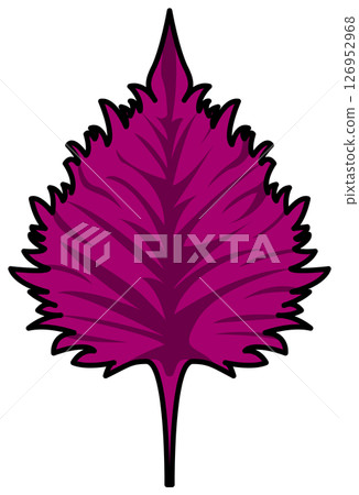 紫甦的彩色插圖 126952968
