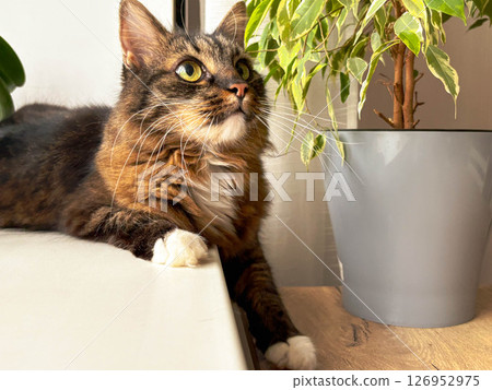 Gray tabby cat sits next to beautiful ficus, looks up and sniffs leaves. Cat and indoor green plants concept. Gray tabby cat sits next to beautiful ficus, looks up and sniffs leaves. Cat and indoor green plants concept. 126952975