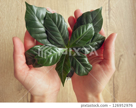 A coffee tree seedling grows in a pot at home. A woman's hands wipe the leaves of a coffee tree standing on a table. Potted houseplants concept A coffee tree seedling grows in a pot at home. A woman's hands wipe the leaves of a coffee tree standing on a table. Potted houseplants concept 126952976