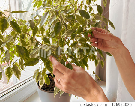 Close-up of a woman caring for a Ficus Pumila plant at home. The woman's hands gently touch the house ficus growing in a pot on the windowsill. Close-up of a woman caring for a Ficus Pumila plant at home. The woman's hands gently touch the house ficus growing in a pot on the windowsill. 126953026