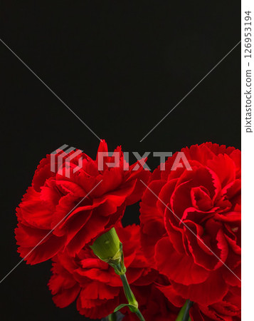 Red carnation flower photographed against a black background 08 126953194