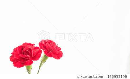 Red carnation flower photographed on white background 01 126953196