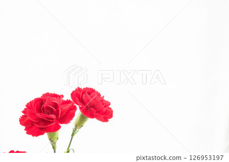 Red carnation flower photographed on white background 02 126953197