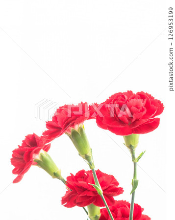 Red carnation flower photographed on white background 04 Red carnation flower photographed on white background 04 126953199