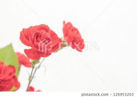 Red carnation flower photographed on white background 09 126953203