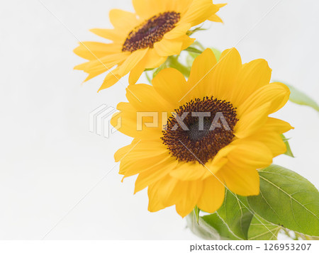 Close-up of yellow sunflower 02 Close-up of yellow sunflower 02 126953207