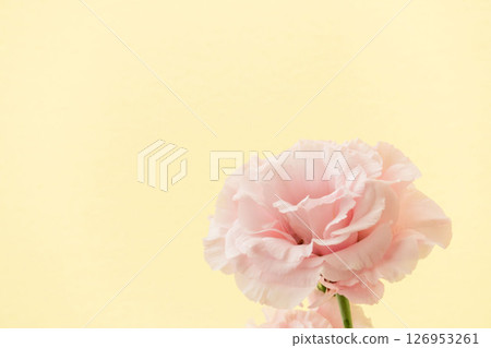 以米色背景拍攝的粉紅色洋桔梗花 02 以米色背景拍攝的粉紅色洋桔梗花 02 126953261