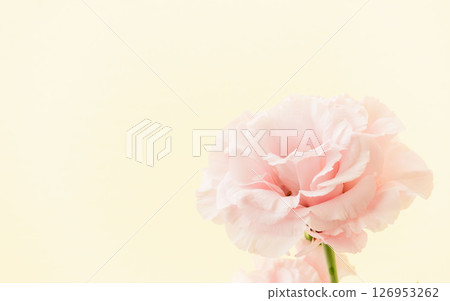 以米色背景拍攝的粉紅色洋桔梗花 03 以米色背景拍攝的粉紅色洋桔梗花 03 126953262
