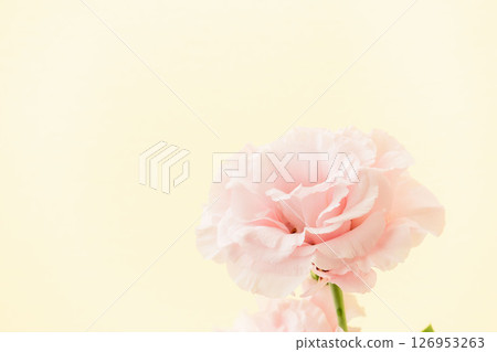 以米色背景拍攝的粉紅色洋桔梗花 04 以米色背景拍攝的粉紅色洋桔梗花 04 126953263