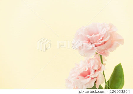 以米色背景拍攝的粉紅色洋桔梗花 05 以米色背景拍攝的粉紅色洋桔梗花 05 126953264