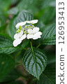 Hydrangea Garden at Nagai Botanical Garden 126953413