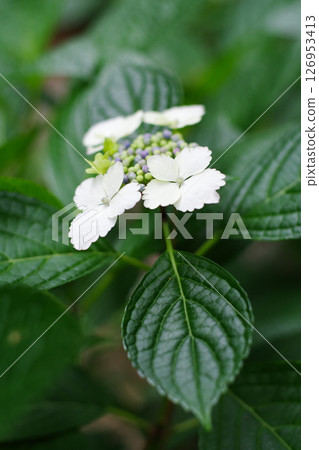 Hydrangea Garden at Nagai Botanical Garden 126953413