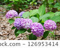 Hydrangea Garden at Nagai Botanical Garden 126953414