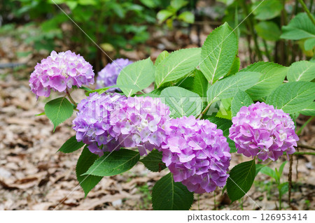 長居植物園繡球花園 126953414