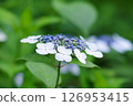 Hydrangea Garden at Nagai Botanical Garden 126953415