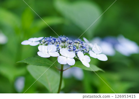 長居植物園繡球花園 126953415