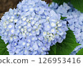 Hydrangea Garden at Nagai Botanical Garden 126953416