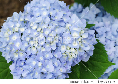 長居植物園繡球花園 126953416