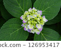 Hydrangea Garden at Nagai Botanical Garden 126953417