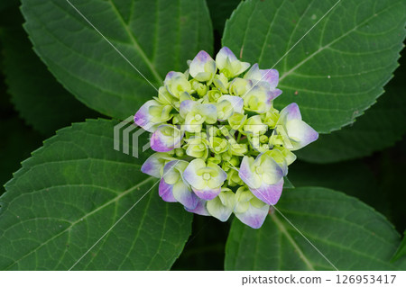 長居植物園繡球花園 126953417