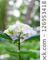 Hydrangea Garden at Nagai Botanical Garden 126953418