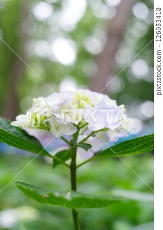Hydrangea Garden at Nagai Botanical Garden Hydrangea Garden at Nagai Botanical Garden 126953418