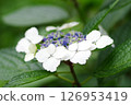 Hydrangea Garden at Nagai Botanical Garden 126953419