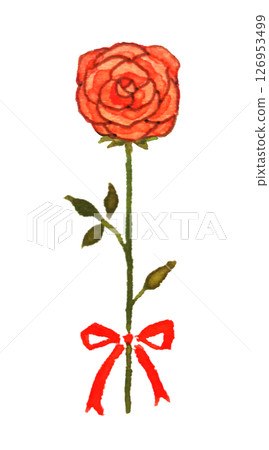 Illustration of a single red rose, rose, watercolor, 1 rose, gift, anniversary, celebration, present 126953499