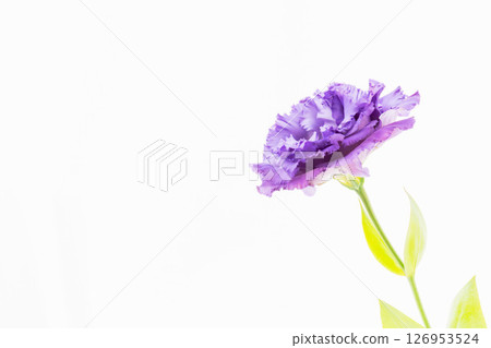 紫色洋桔梗花在白色背景上拍攝 09 紫色洋桔梗花在白色背景上拍攝 09 126953524