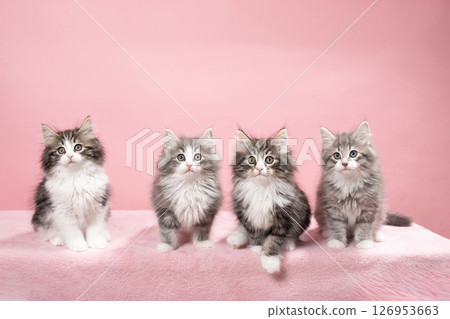 Pink buck and four kittens 126953663
