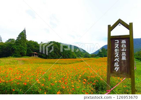 Cosmos in full bloom, Autumn cherry blossoms, Cosmosberg, Omoshiroyama Plateau 126953670