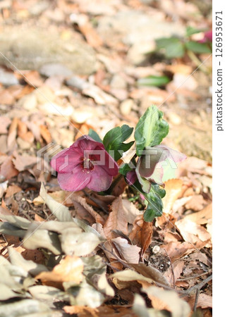 A lone Christmas rose blooming 126953671