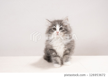 Norwegian Forest Cat kitten sitting with a white background 126953672