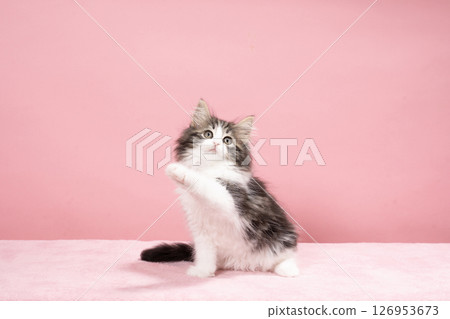Pink back and Norwegian Forest Cat kitten raising its front paws 126953673