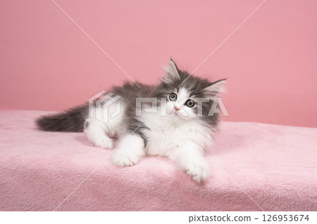 Pink buck and Norwegian forest cat kitten 126953674