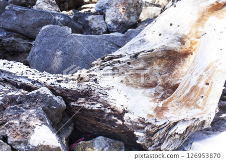 texture of drifted wood on the rocks, beautiful nature wallpaper 126953870