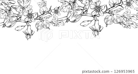 Gooseberry Currant with bell flower buds on branch, leaves, hanging ripe garden casseille berry jostaberry. Hand drawn in vector ink. Isolated seamless banner border garland. Cafe menu, farmers market 126953965