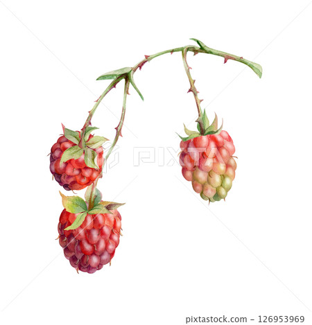 Raspberry on thorny spiked branch, hanging ripe garden berry dewberry mulberry loganberry hand drawn in watercolor. Isolated botanical illustration. Closeup cookbook, farmers market, eco gardening Raspberry on thorny spiked branch, hanging ripe garden berry dewberry mulberry loganberry hand drawn in watercolor. Isolated botanical illustration. Closeup cookbook, farmers market, eco gardening 126953969
