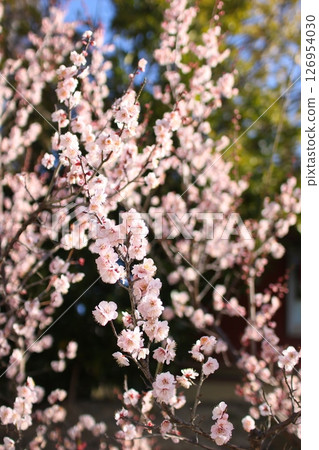 Plum branch in full bloom 126954030