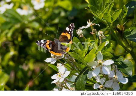Red admiral butterfly on a white flower. High quality photo Red admiral butterfly on a white flower. High quality photo 126954390