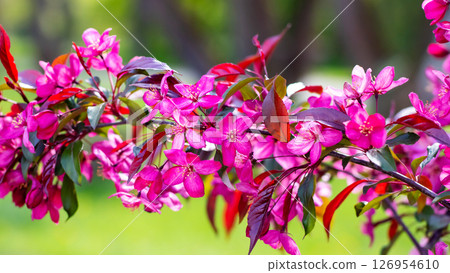A beautiful tree branch adorned with bright pink flowers and lush green leaves A beautiful tree branch adorned with bright pink flowers and lush green leaves 126954610