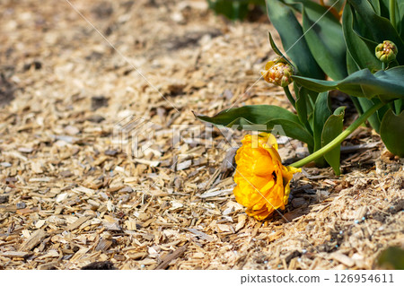 A yellow flower lies on the ground beside a green plant, lovely A yellow flower lies on the ground beside a green plant, lovely 126954611