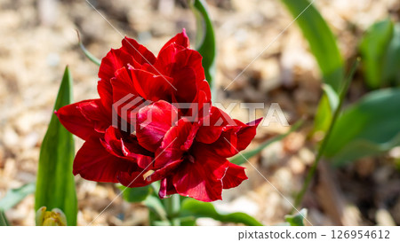 Closeup of a vibrant red flower with glistening water drops Closeup of a vibrant red flower with glistening water drops 126954612