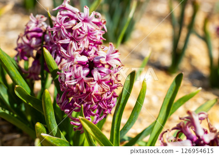 Here is a closeup view of a beautiful purple flower surrounded by green leaves 126954615