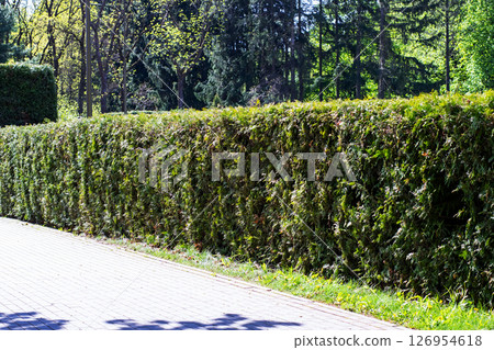 There is a hedge along the side of a road, with trees visible in the background 126954618