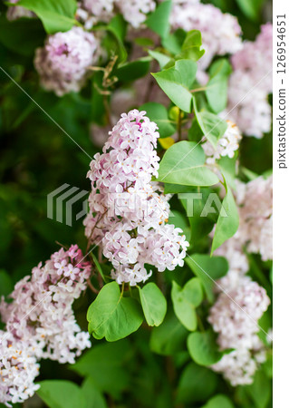 Close up of a bush with vibrant pink flowers and green leaves Close up of a bush with vibrant pink flowers and green leaves 126954651