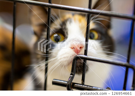 A calico cat is currently looking through the metal bars of a cage A calico cat is currently looking through the metal bars of a cage 126954661