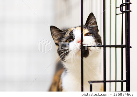 A beautiful calico cat is looking curiously out of its cage A beautiful calico cat is looking curiously out of its cage 126954662