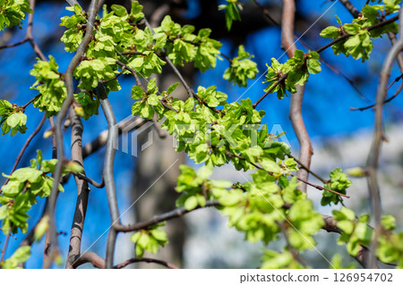 A tree branch adorned with vibrant green leaves against a clear blue sky A tree branch adorned with vibrant green leaves against a clear blue sky 126954702