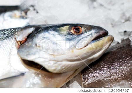 This is a detailed closeup view of a fishs head resting on ice 126954707